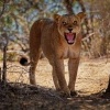 Lev pustinny - Panthera leo - Lion o1573